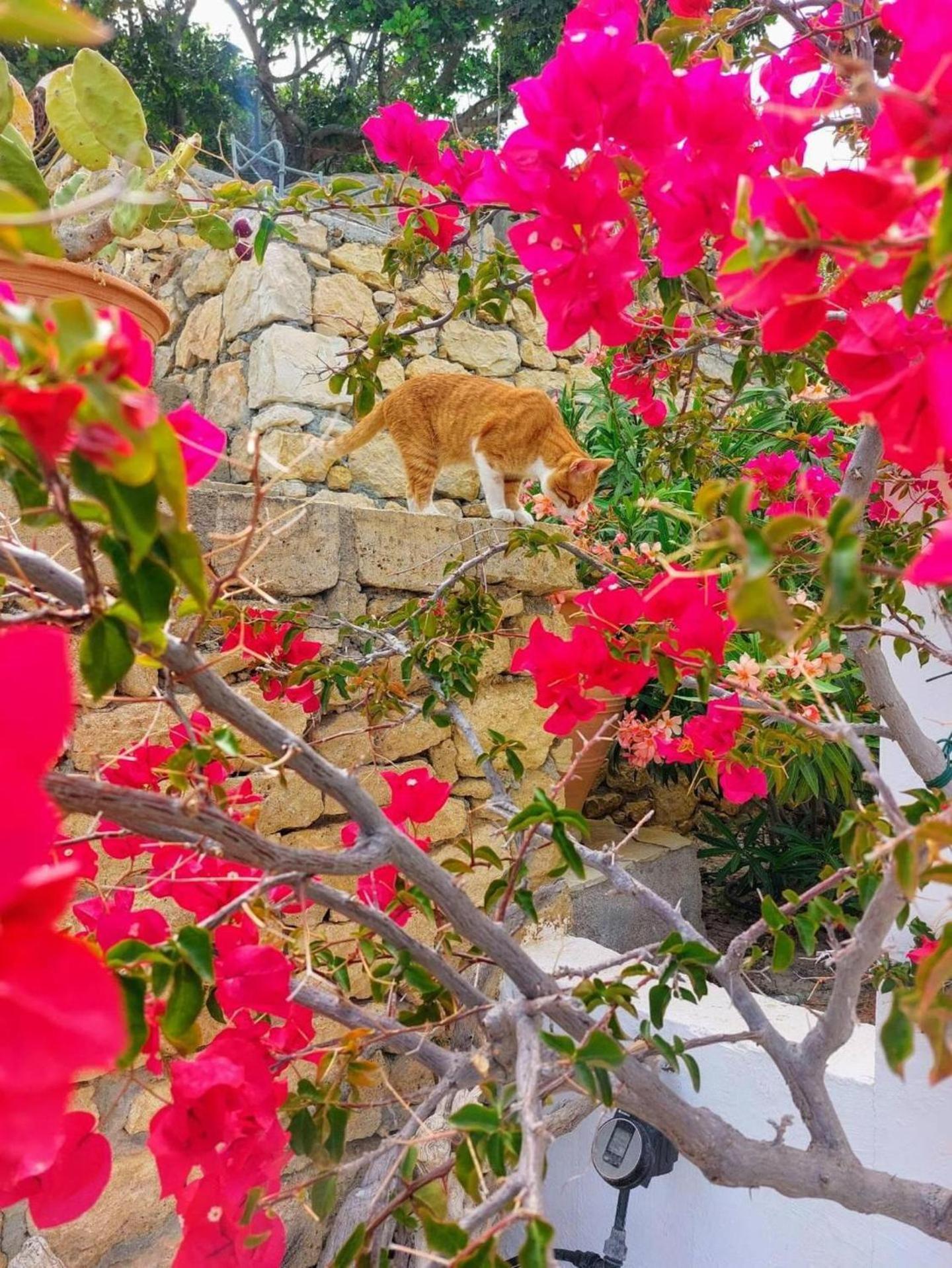 Tranquil Villa With Sea View In Ammopi Karpathos Amoopi Extérieur photo